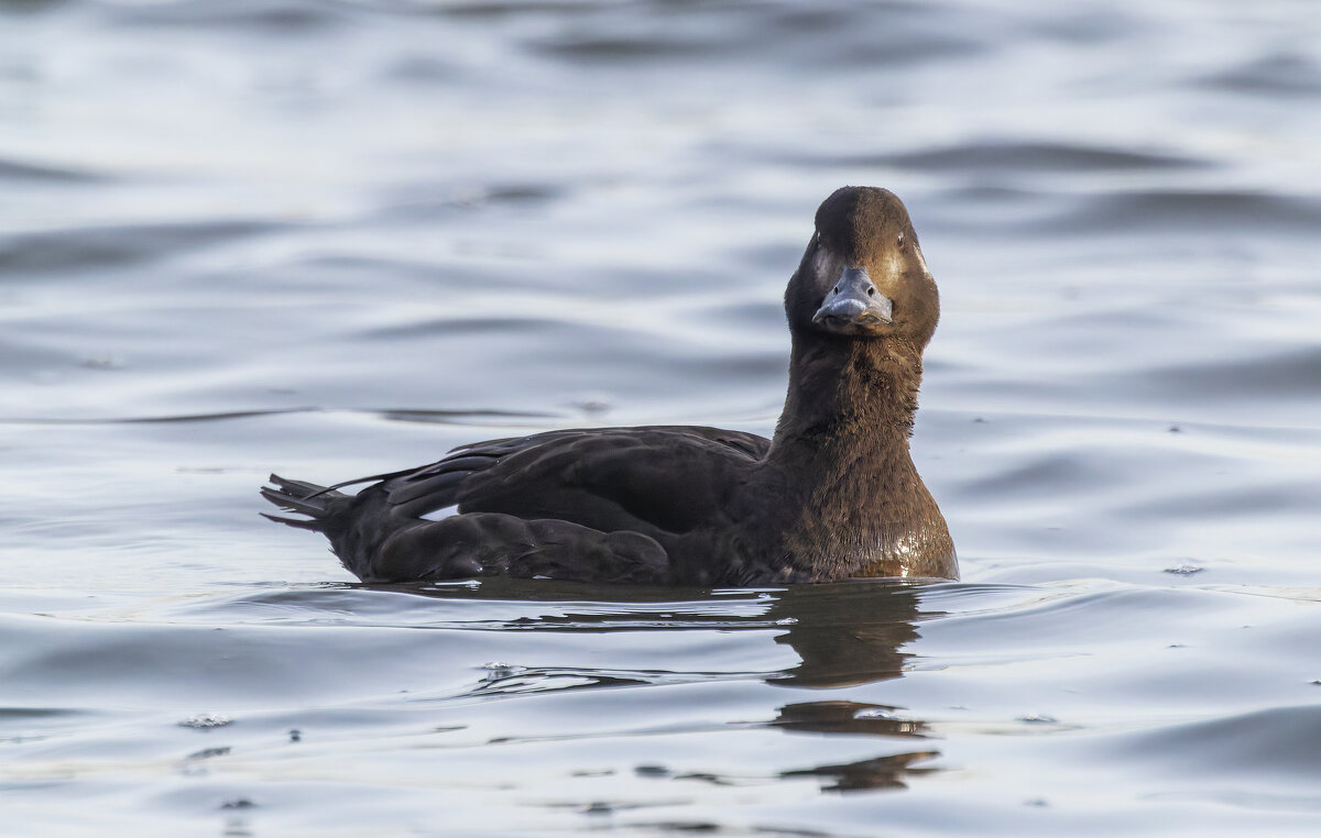 турпан. - юрий макаров