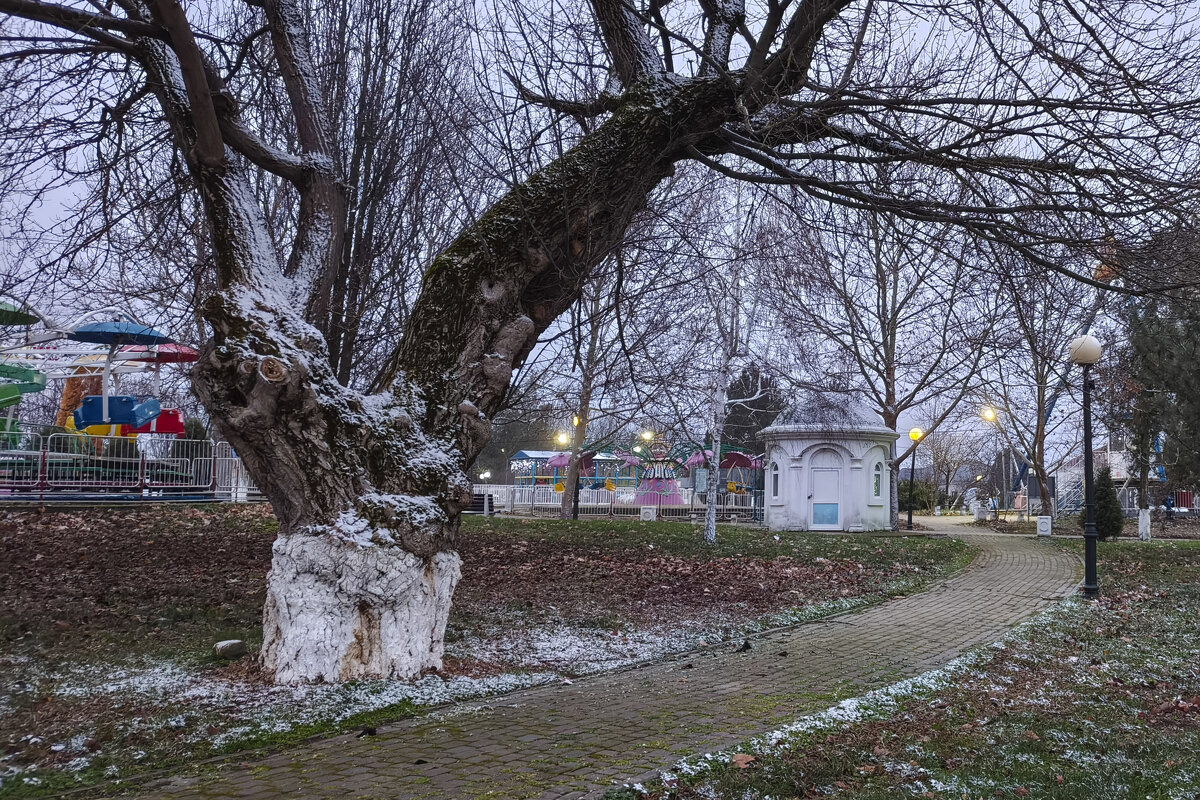 Старое дерево - Валерий Ткаченко