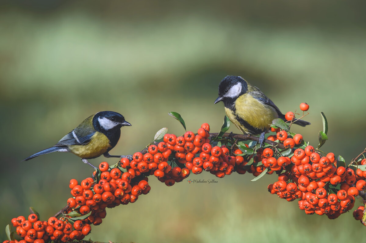 Мальчики. - Светлана Ивановна Медведева