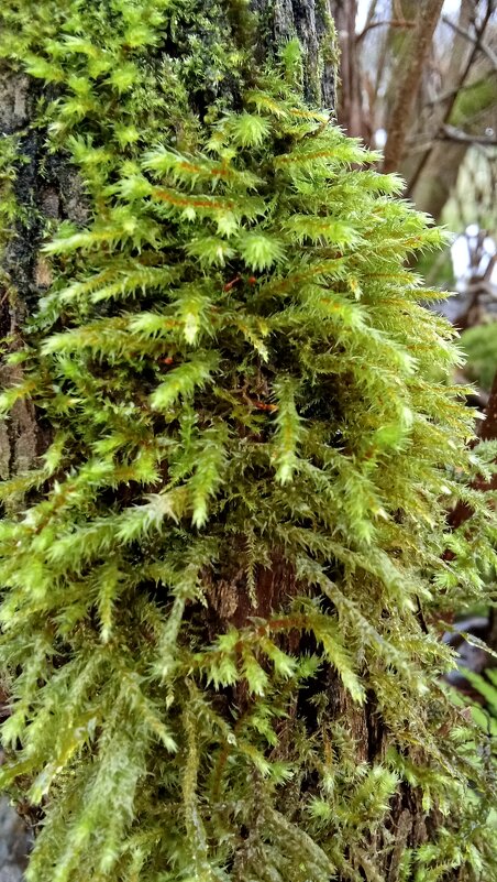 *** - Ольга Попова (popova/j2011)