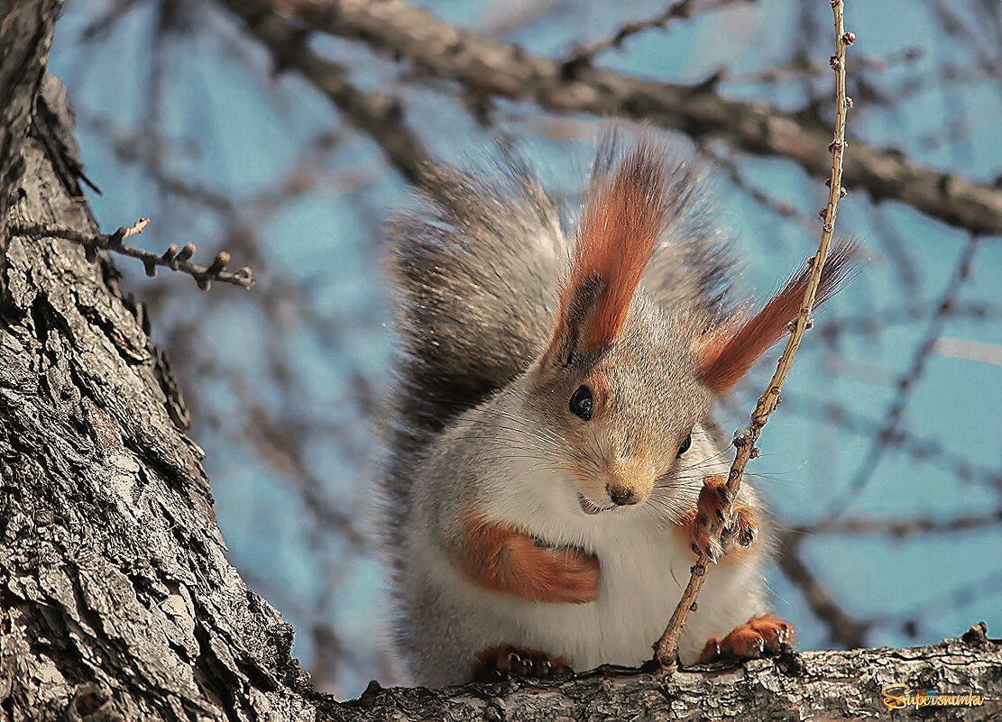 Хитрюшка ушастая - елена беликова Хитрюшка ушастая - елена беликова