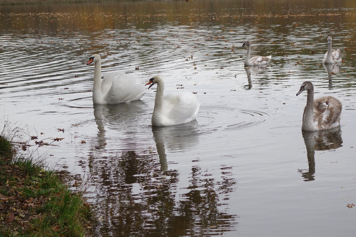 Лебеди в городском парке - Рита Симонова