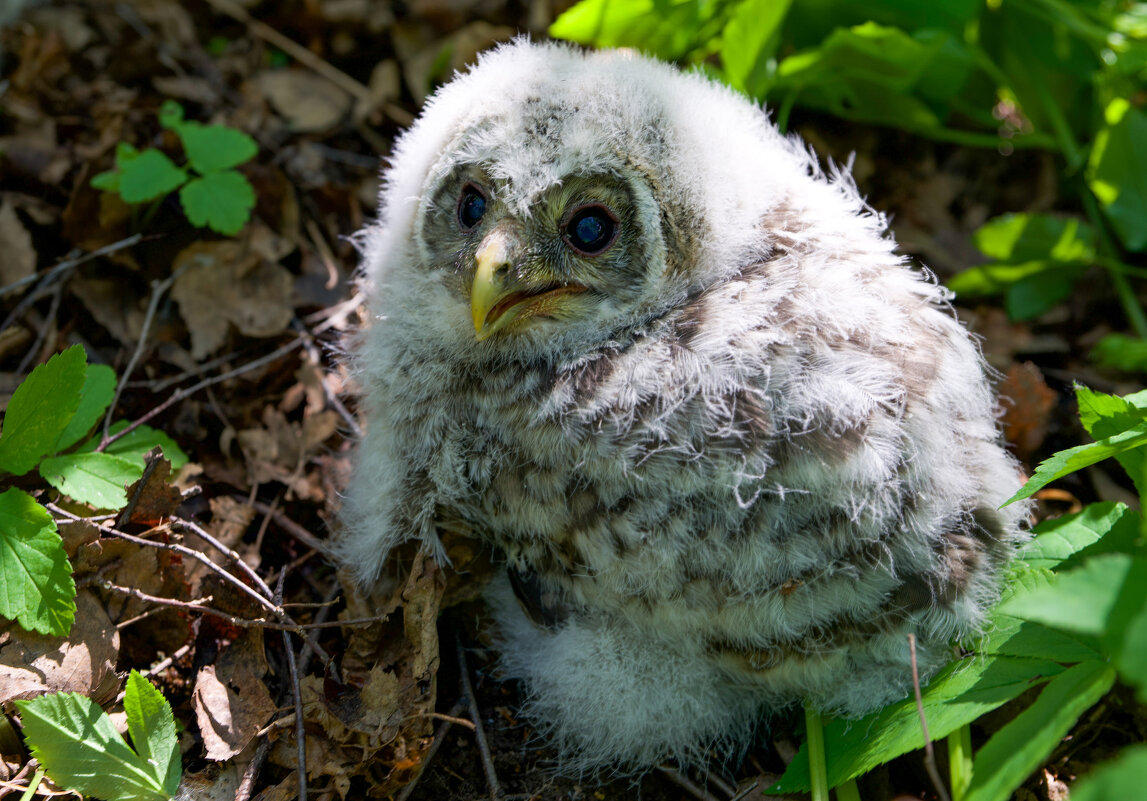 Маленькая длиннохвостая неясыть - Виктория 