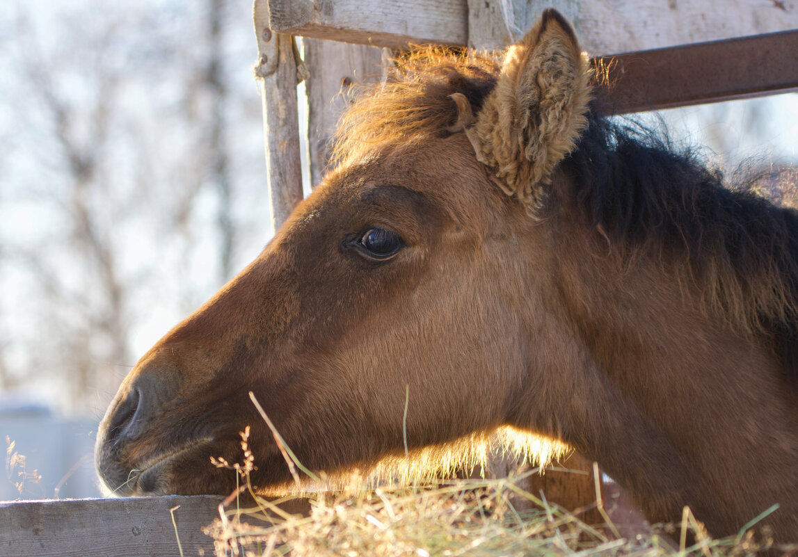 Жеребенок - Виктория 