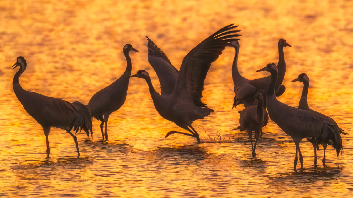Танцы на рассвете - svabboy photo