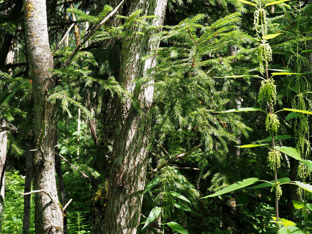 Лес - Игорь Белоногов