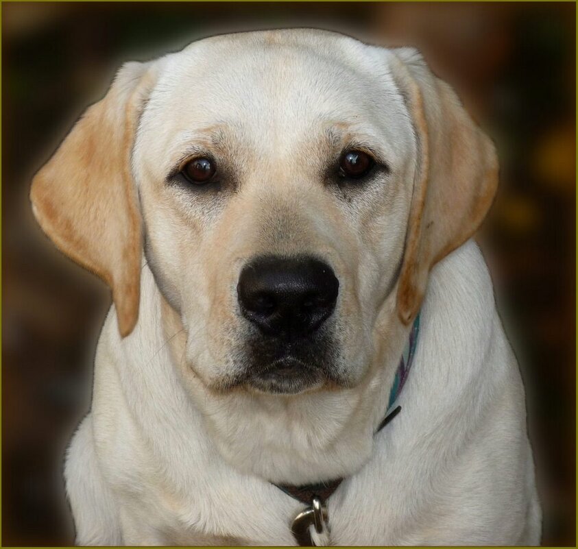 Добрые глаза лабрадора ... - Валентина Надсон