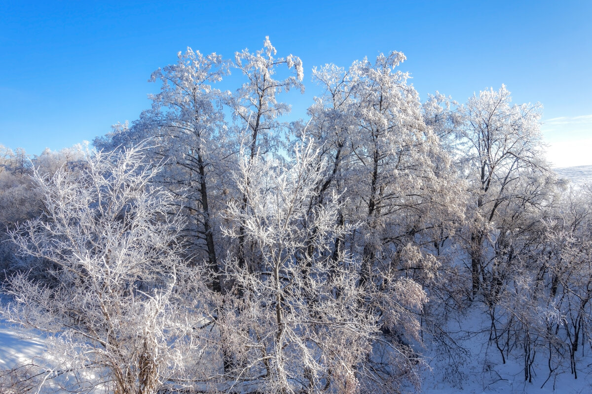 Морозный день - Наталья Димова Морозный день - Наталья Димова
