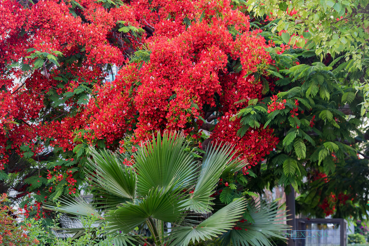 Делоникс. - Argaman Табашник