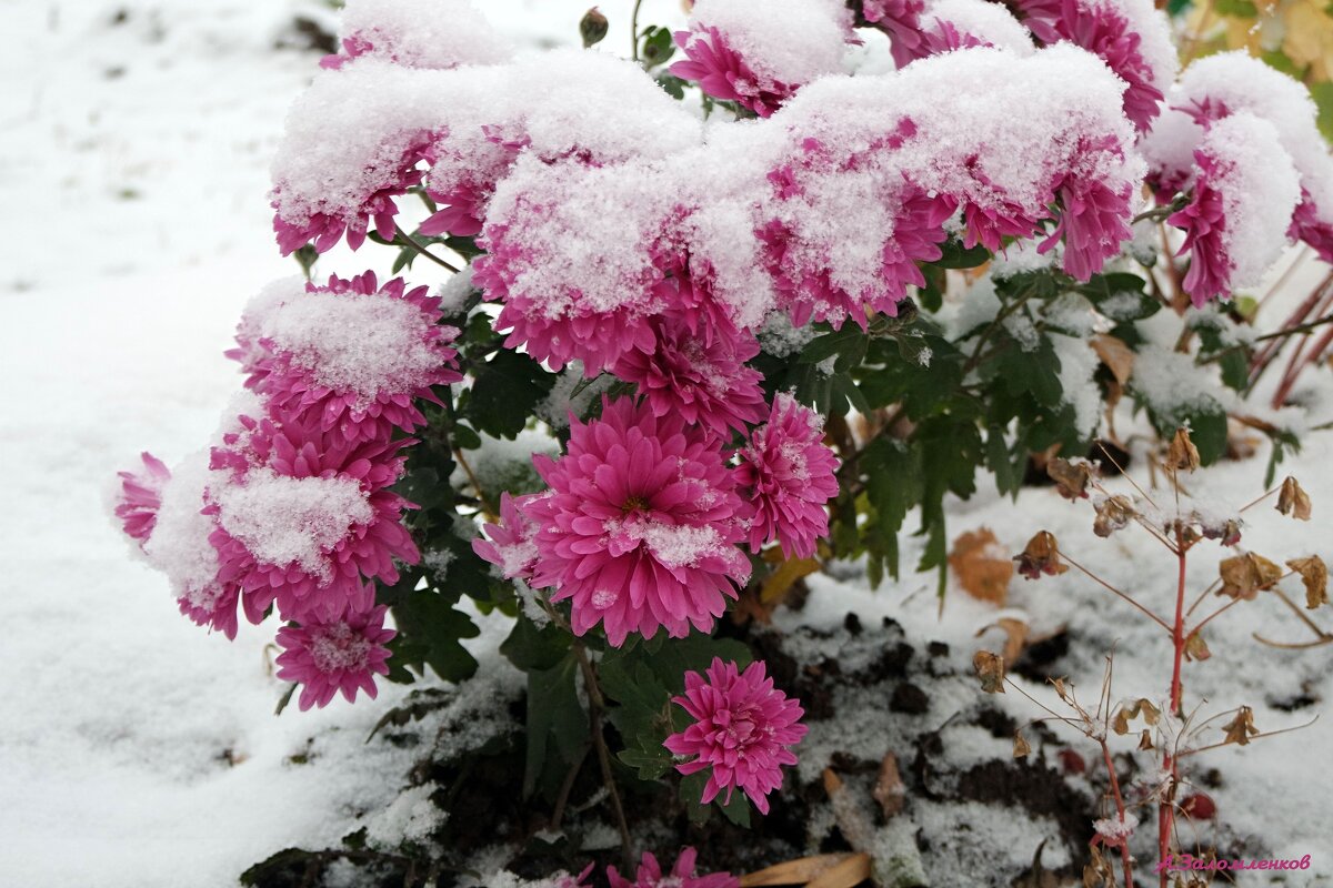 Ушли непобеждёнными... - Андрей Заломленков