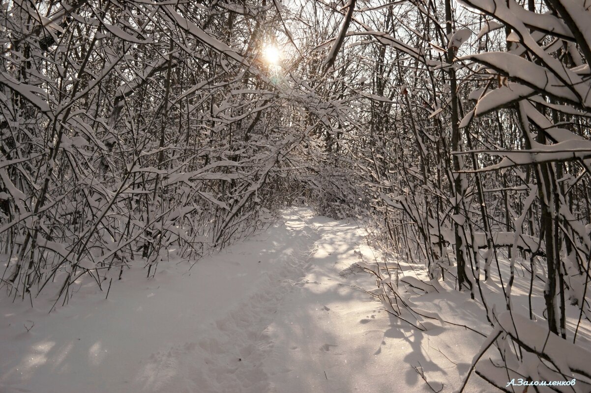 Пробираясь в зимней чаще... - Андрей Заломленков
