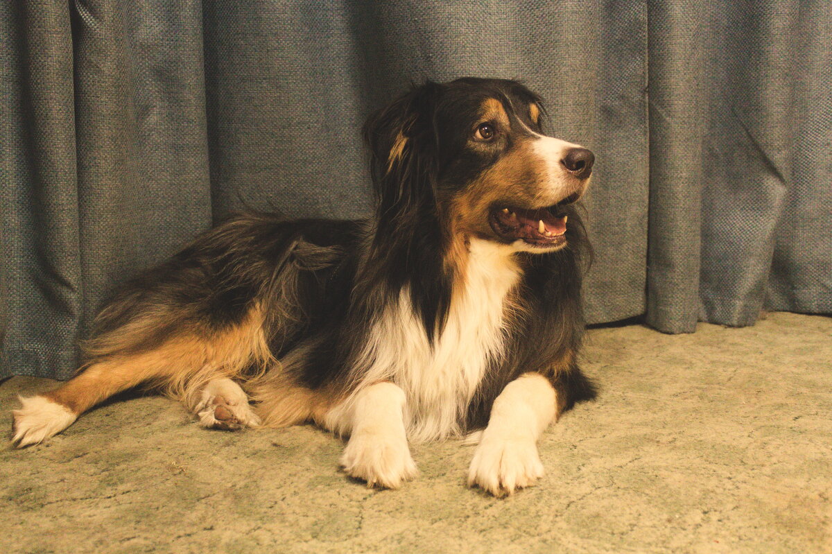 аусси "Фантом" - Артём 