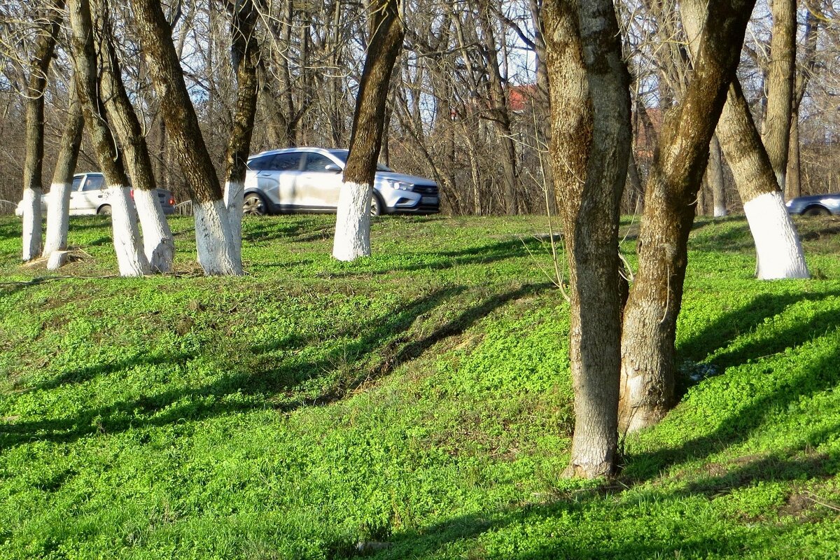 Декабрь... а зелёная травка, как в марте - Татьяна Смоляниченко Декабрь... а зелёная травка, как в марте - Татьяна Смоляниченко