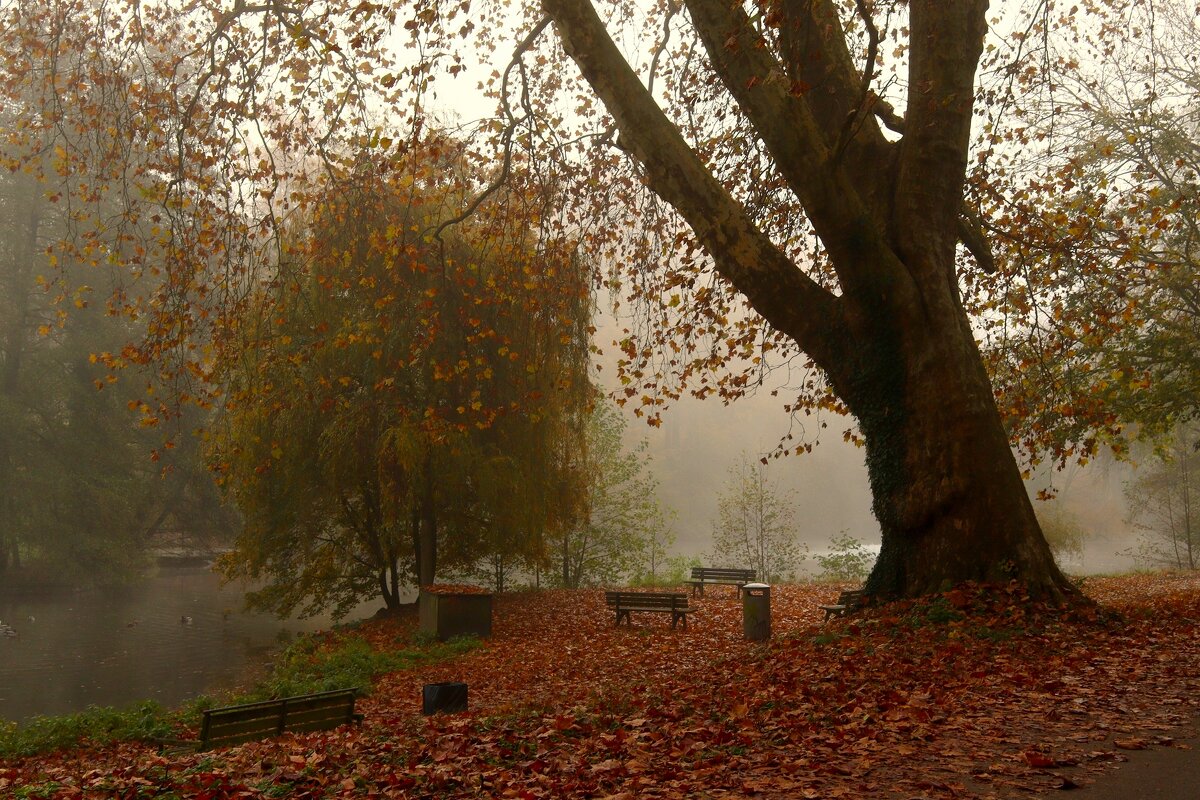 Туман в осеннем парке - Юрий. Шмаков Туман в осеннем парке - Юрий. Шмаков