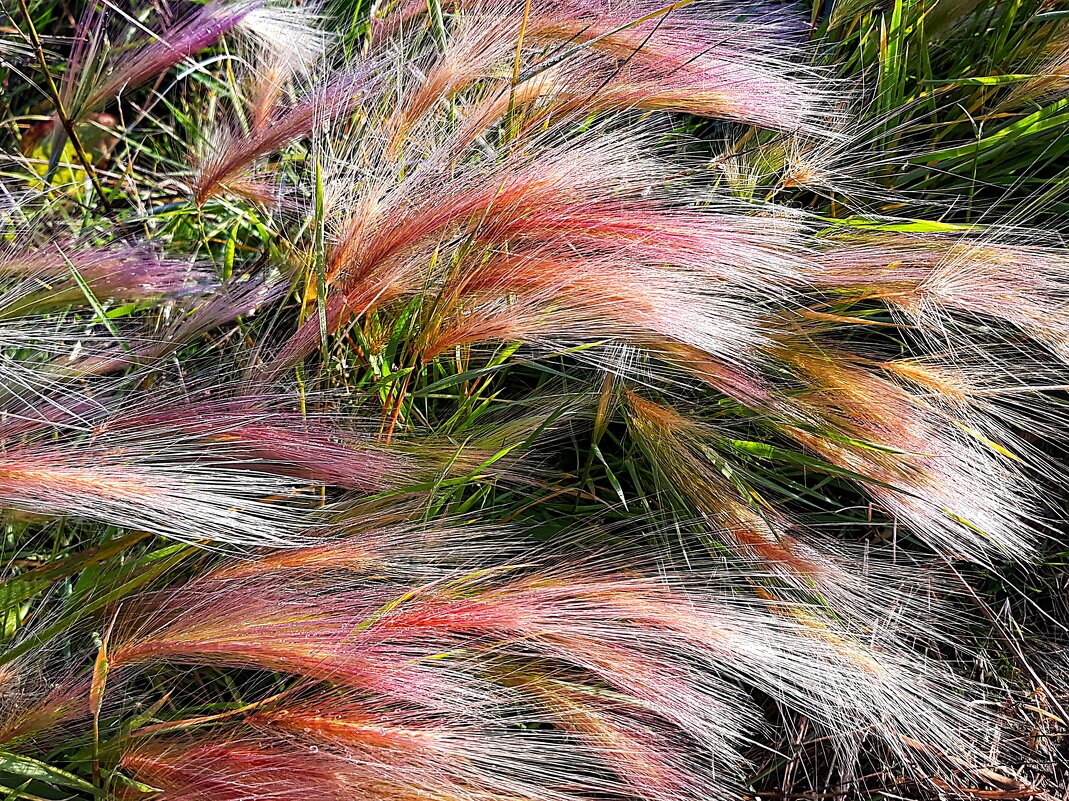 Злаковые травы - Hope Злаковые травы - Hope