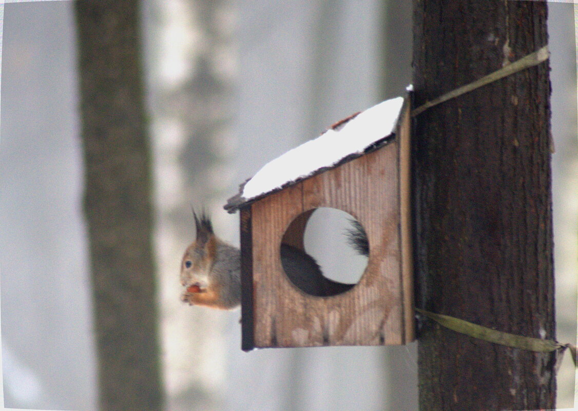Белка - Сергей Владимирович Егоров