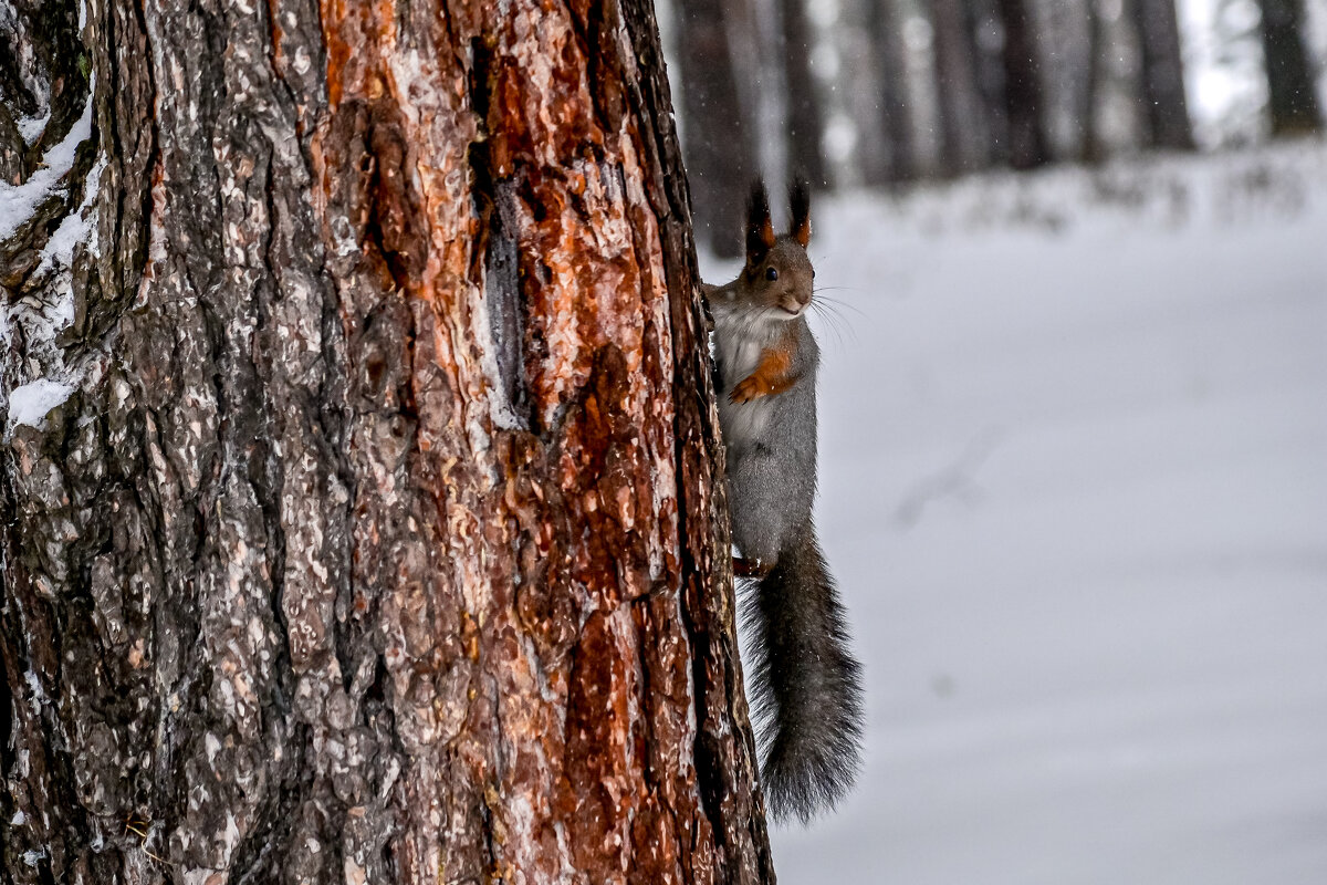 Братва, еду несут! - Михаил Петрик