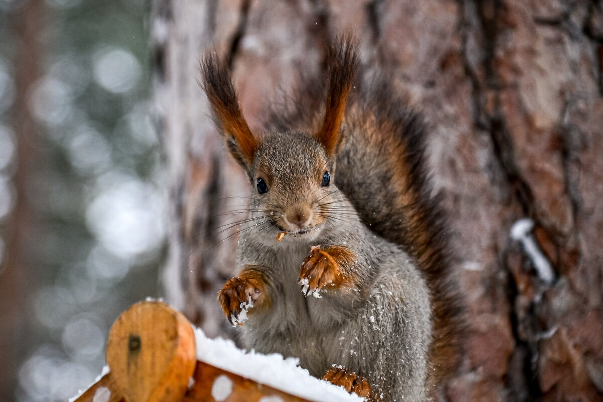 Опа... Какие люди! - Михаил Петрик Опа... Какие люди! - Михаил Петрик