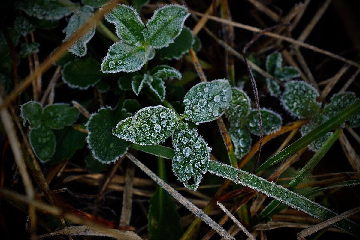 ..."монпансье" декабря... - Александр Герасенков ..."монпансье" декабря... - Александр Герасенков