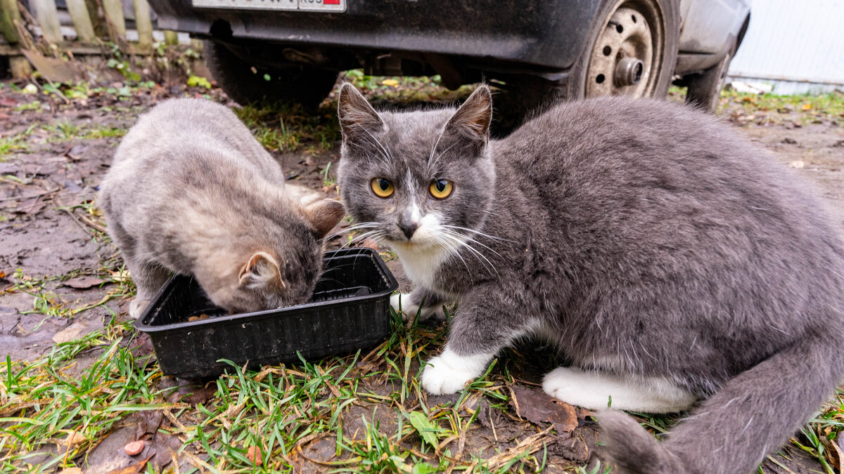 Почти подружились - Владимир Иванович