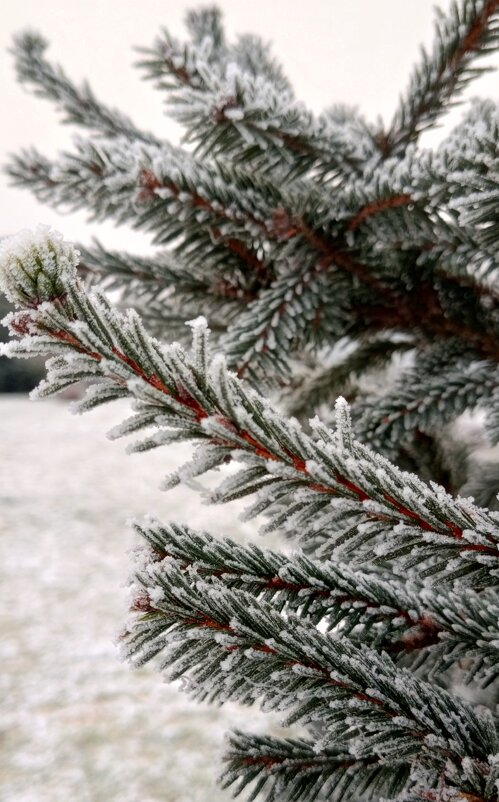 Ель - Юлия Петлякова