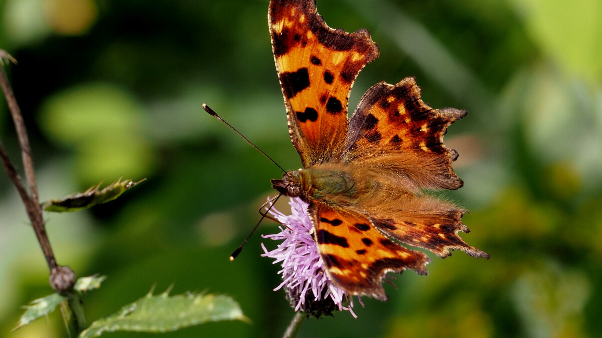 опять про бабочек...193 - Александр Прокудин опять про бабочек...193 - Александр Прокудин