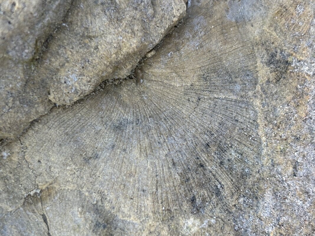 Отпечаток древности - Ольга Савельева 