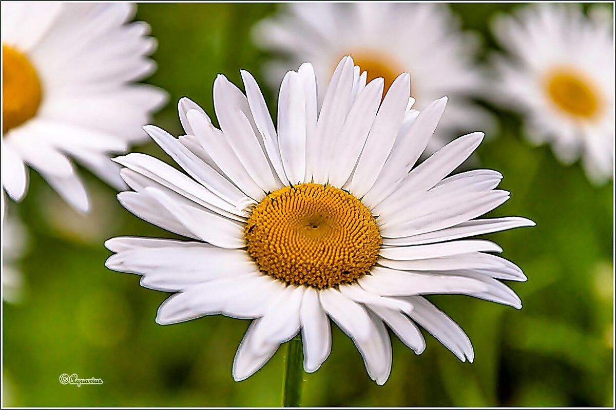 Про июнь... - Aquarius - Сергей Про июнь... - Aquarius - Сергей