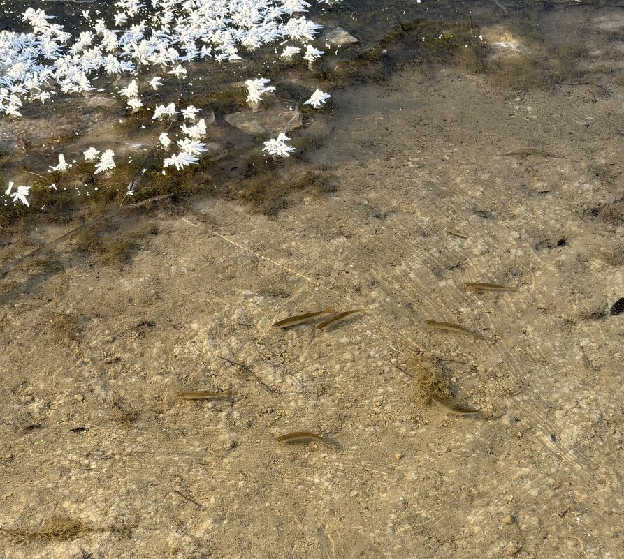 Рыбки - Ольга Савельева 