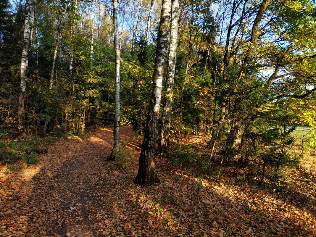 Один день в октябре-2023 в Лосином острове - Андрей Лукьянов Один день в октябре-2023 в Лосином острове - Андрей Лукьянов