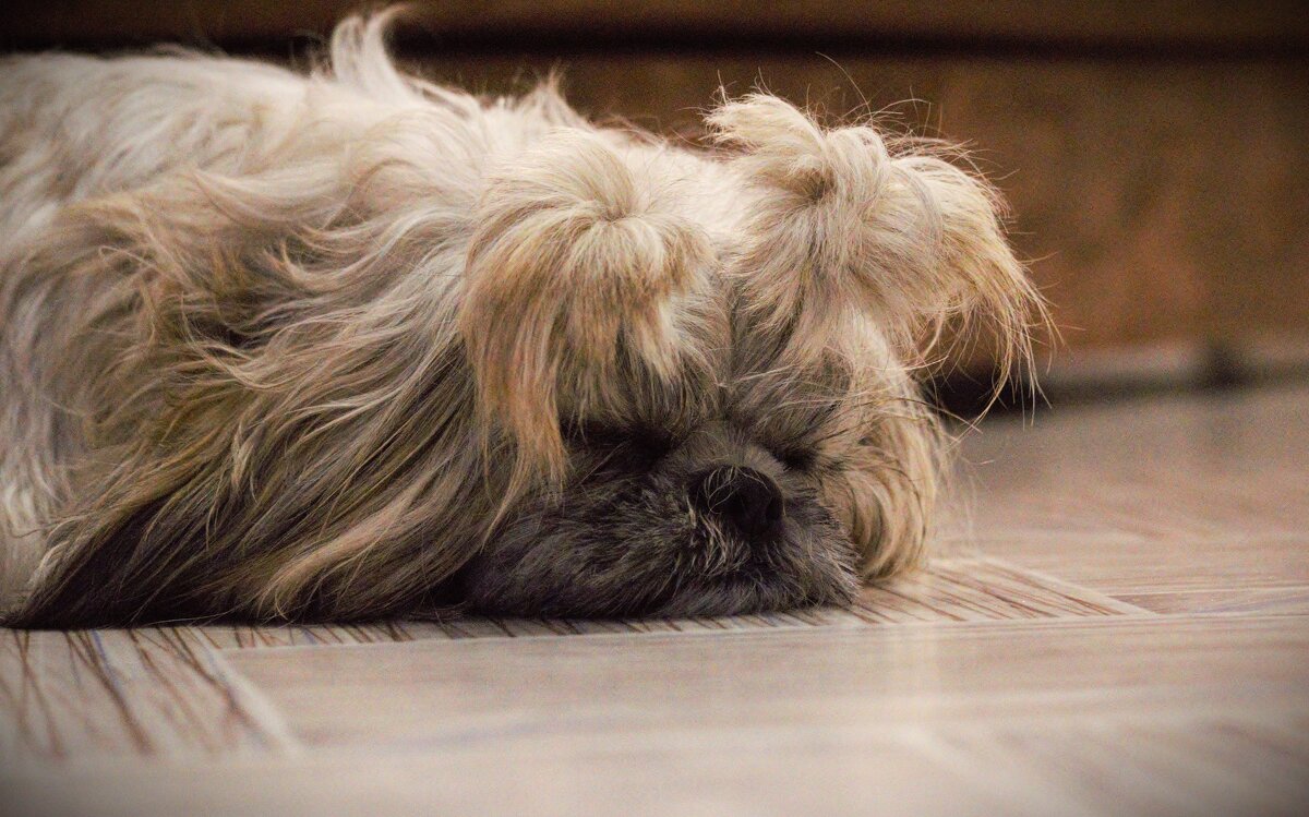 Лола, отсыпаеться! Новый Год на носу! - Юрий Полторыхин. Лола, отсыпаеться! Новый Год на носу! - Юрий Полторыхин.