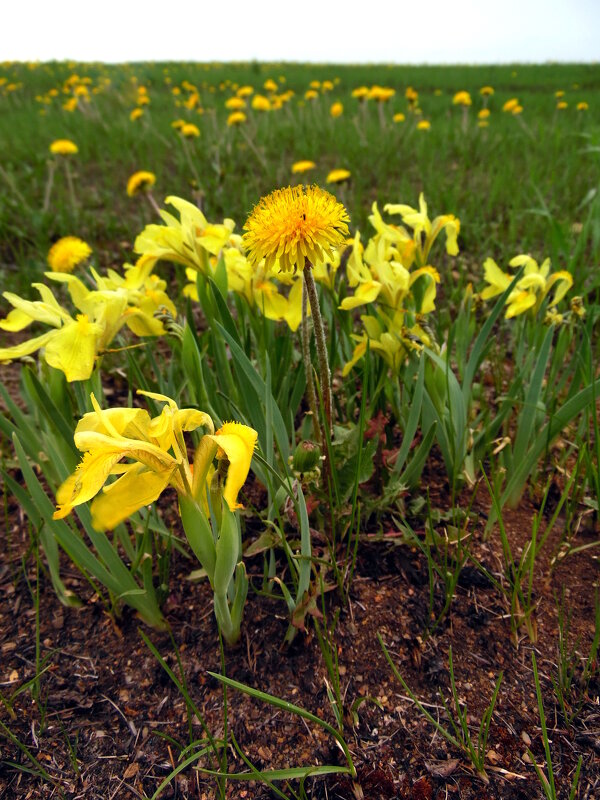 В кругу друзей. - nadyasilyuk Вознюк