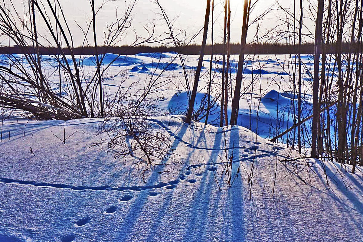 Февраль...Овраги и лисий наброд! - Владимир Февраль...Овраги и лисий наброд! - Владимир