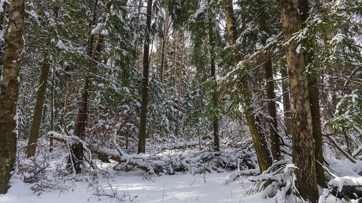Зимний пейзаж - Владимир Лазарев Зимний пейзаж - Владимир Лазарев