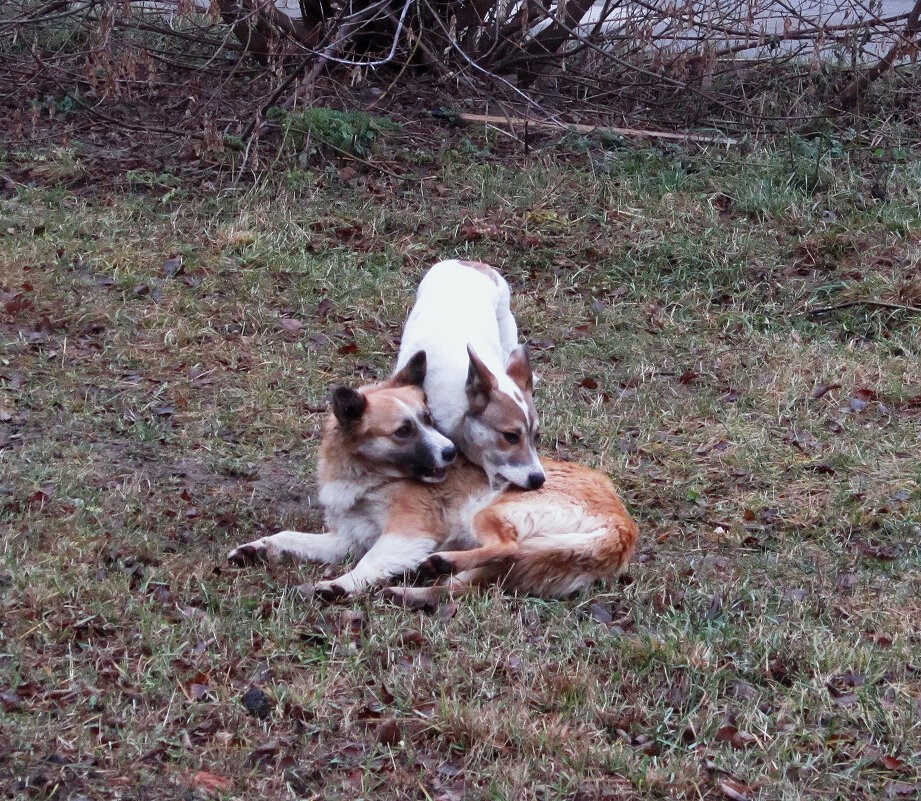 Собачьи игры 2 - Сергей Уткин Собачьи игры 2 - Сергей Уткин