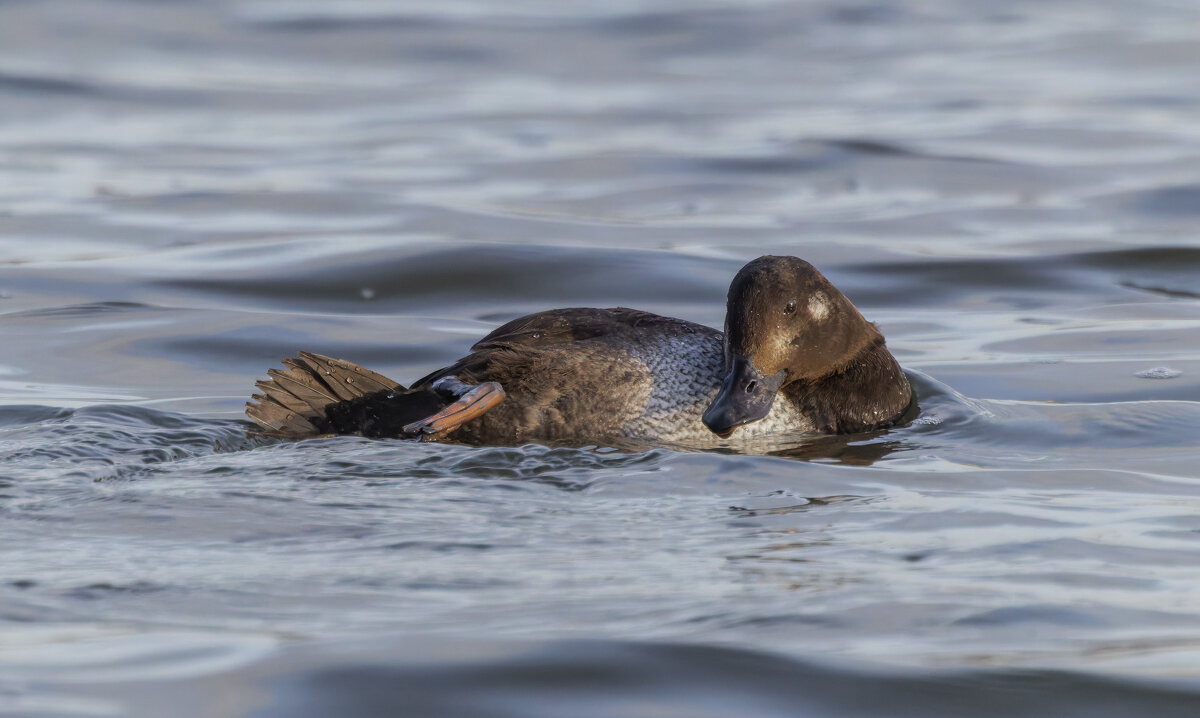 турпан. - юрий макаров