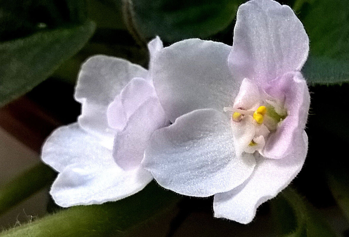 Фиалка - Елена Семигина Фиалка - Елена Семигина