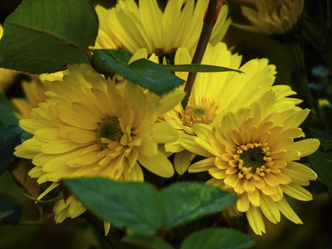 Жёлтые хризантемы - Валентин Семчишин Жёлтые хризантемы - Валентин Семчишин