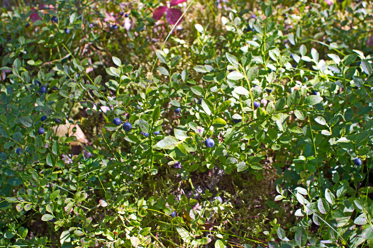 Черника. - ВикТор Быстров Черника. - ВикТор Быстров