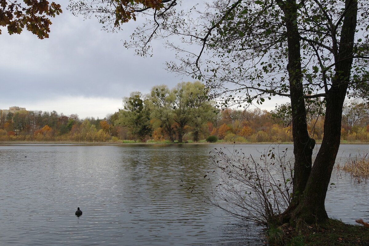 Озеро Лесное, Калининград - Рита Симонова Озеро Лесное, Калининград - Рита Симонова
