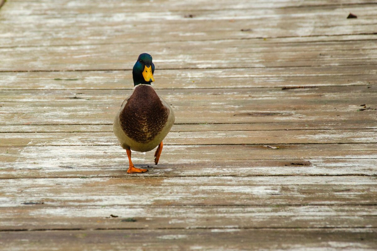_____ - Галина Ложечникова
