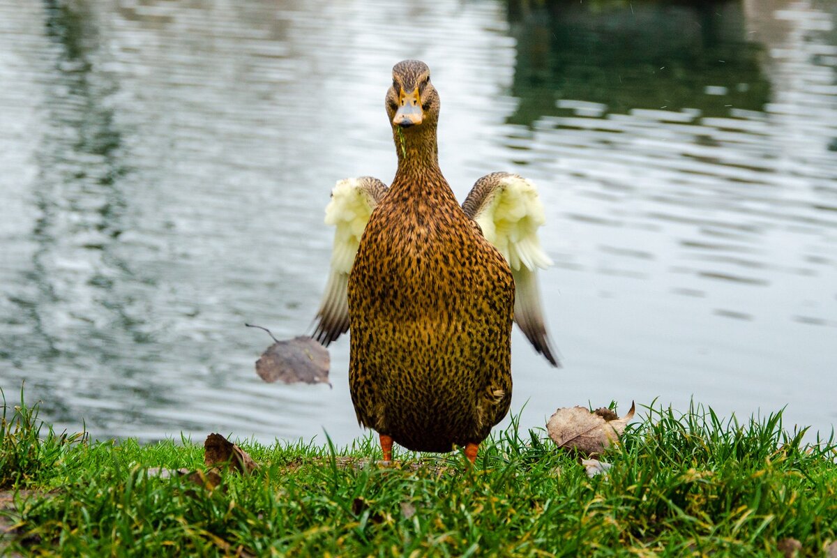 _____ - Галина Ложечникова