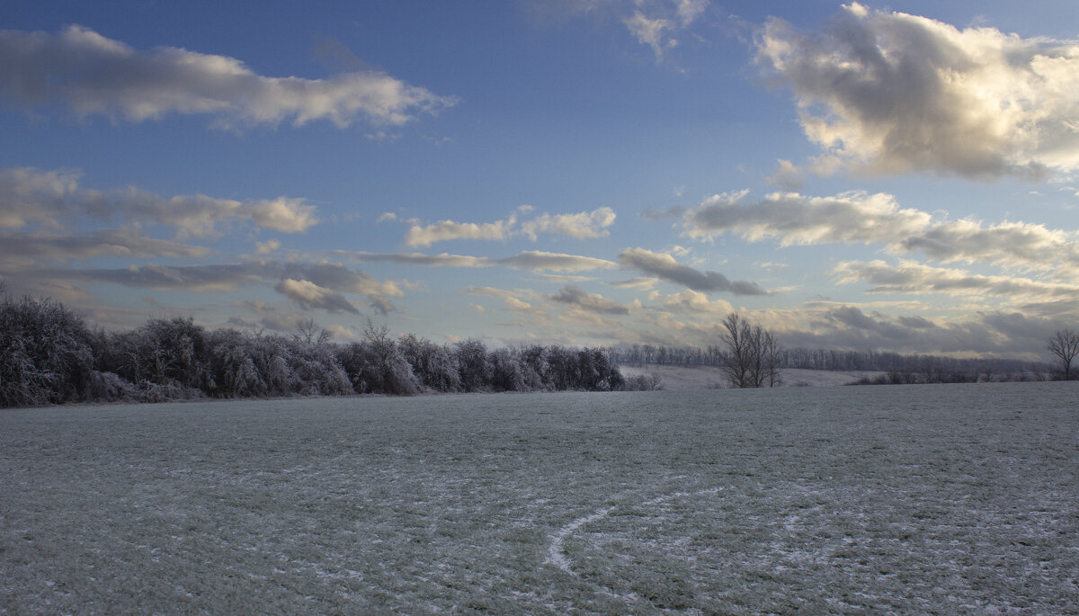 Озимка. - Александр. AVG100 ---