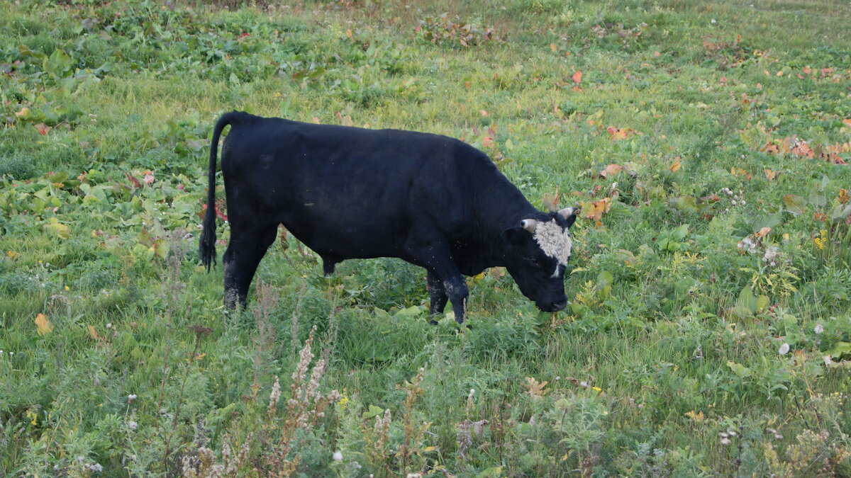 Хозяин стада. - сергей ермошкин Хозяин стада. - сергей ермошкин