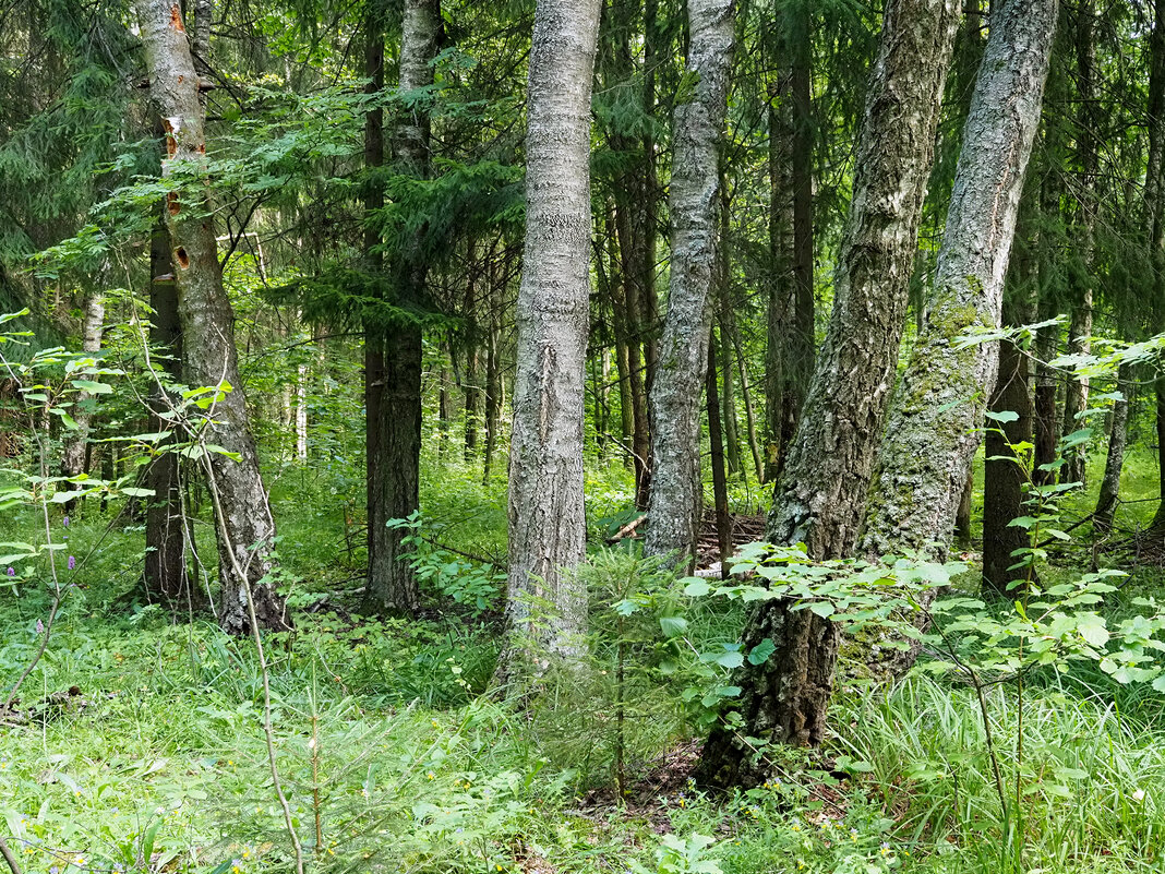 Лес - Игорь Белоногов Лес - Игорь Белоногов