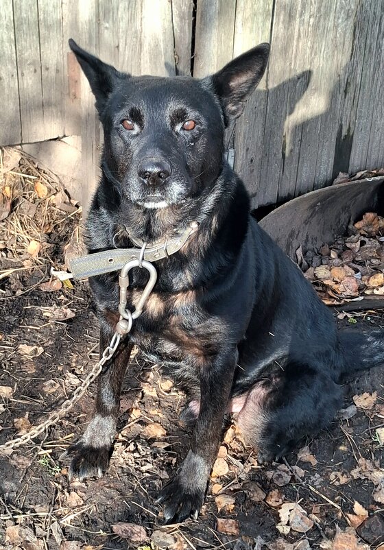 Дружок!!! - оля san-alondra