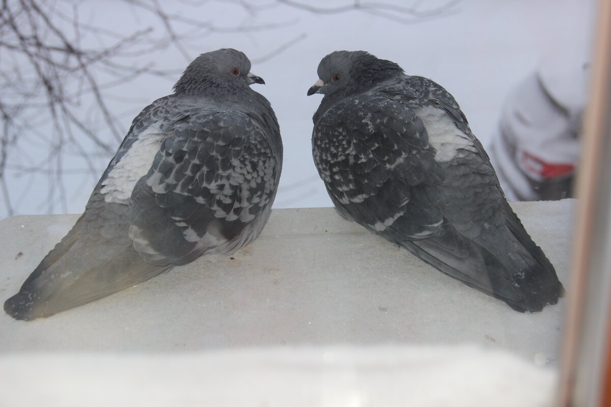 Зима - Венера Чуйкова