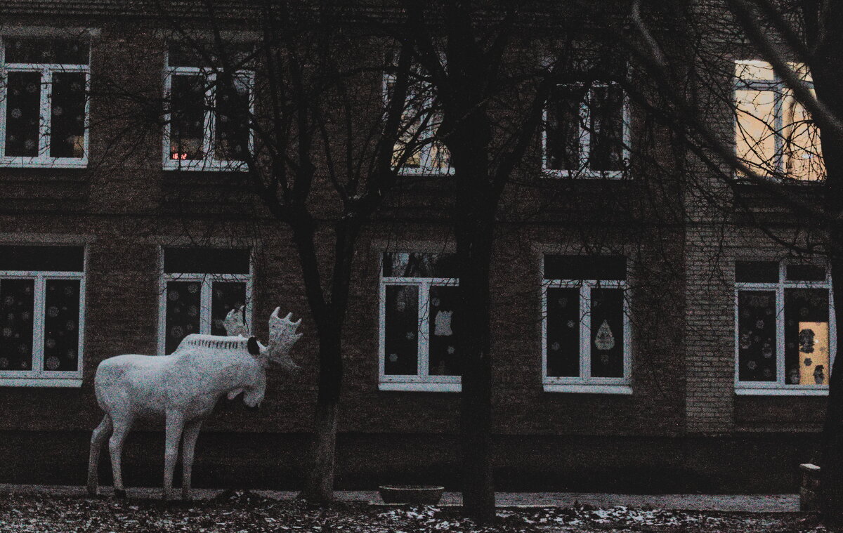 Лось обыкновенный, городской - Артём 