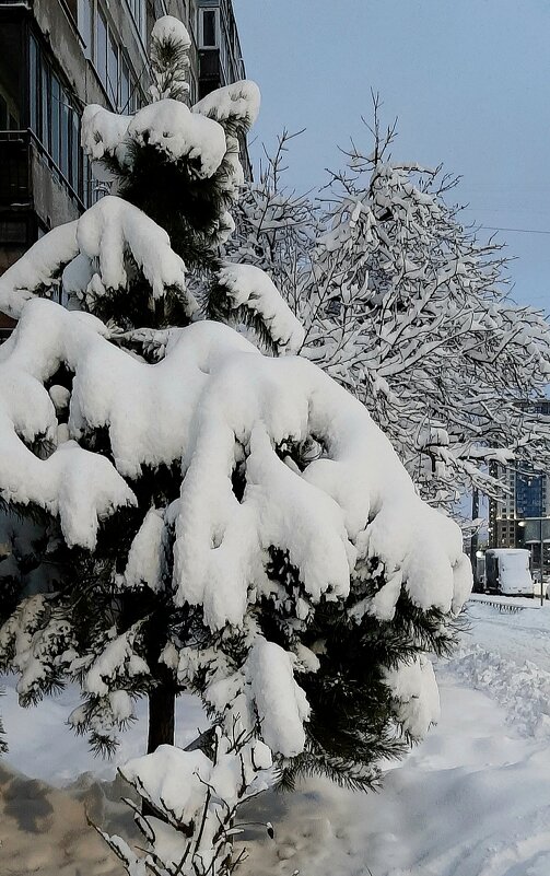 Зима 2025 - Наталья Герасимова Зима 2025 - Наталья Герасимова