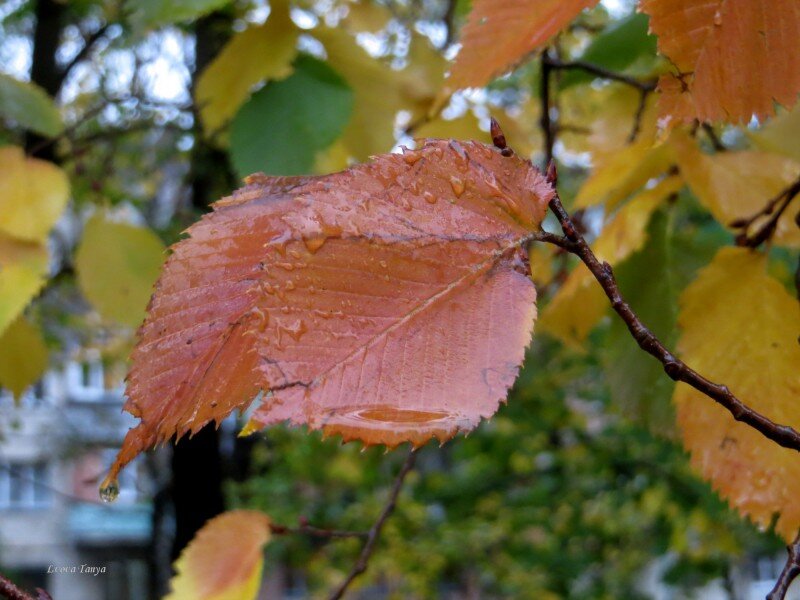 Сентябрь - Татьяна Львова